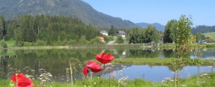 Mohnblumen - Sommerurlaub in Steiermark